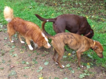 Olle, Laika & Sydney