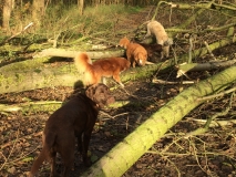 Klauteren over de Boom